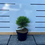 Borovica čierna (Pinus nigra) ´MARIE BREGEON´® – výška 20-30 cm, kont. C3L 